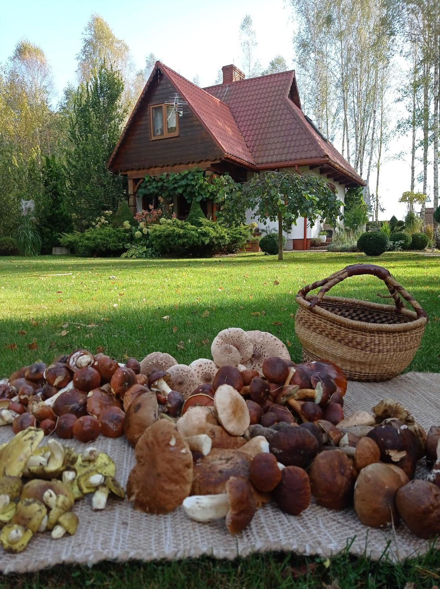 Siedlisko Gruszki Puszcza Bialowieska Narewka Εξωτερικό φωτογραφία